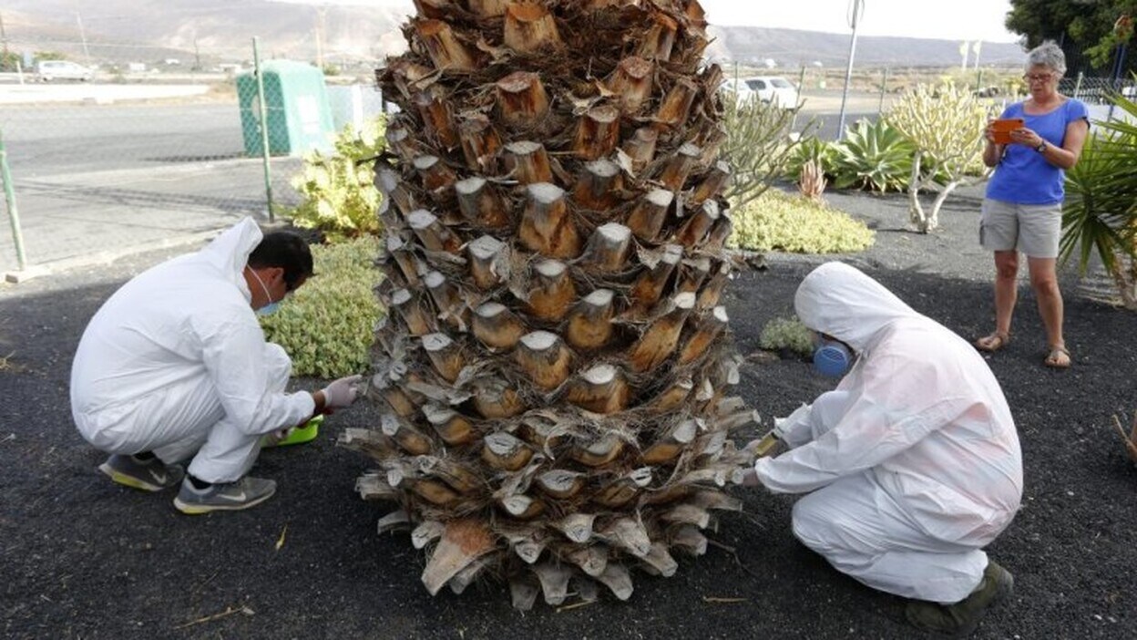 Vacuna pionera contra el picudo en Lanzarote