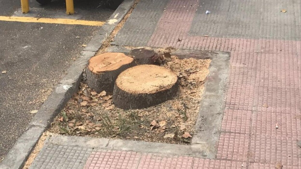 El Seprona levanta acta del «arboricidio» de La Galera