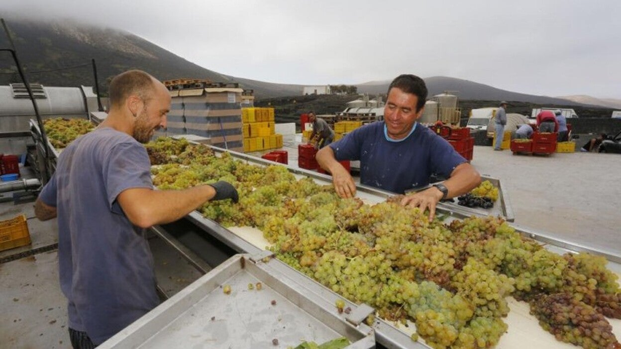 Vendimia razonable y de calidad