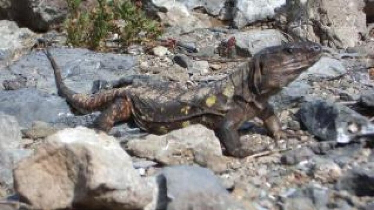 La extinción del lagarto altera los ecosistemas canarios