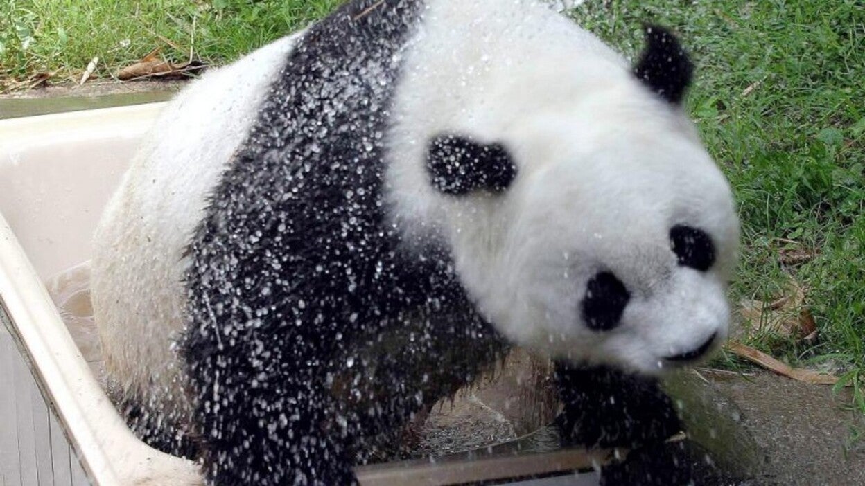 Muere la osa "Basi", el panda más viejo en cautividad
