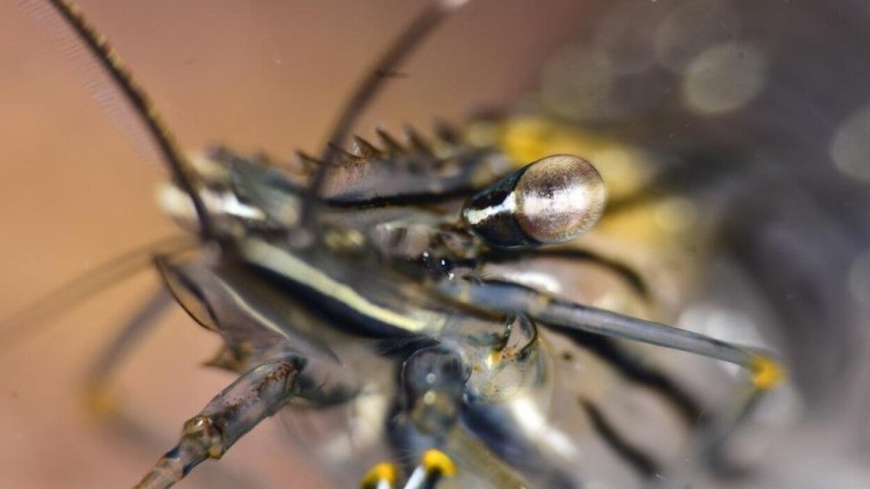 Las mejores imágenes del fondo de Las Canteras