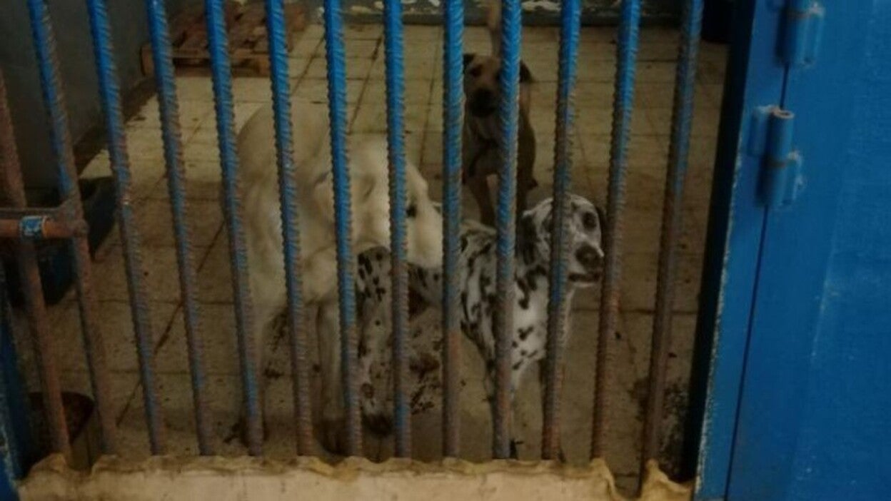 El Ayuntamiento estudia crear un albergue para perros en la ciudad