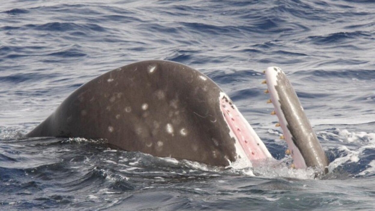 El biólogo Alberto Sarabia, nuevo aliado de la Reserva de Fuerteventura