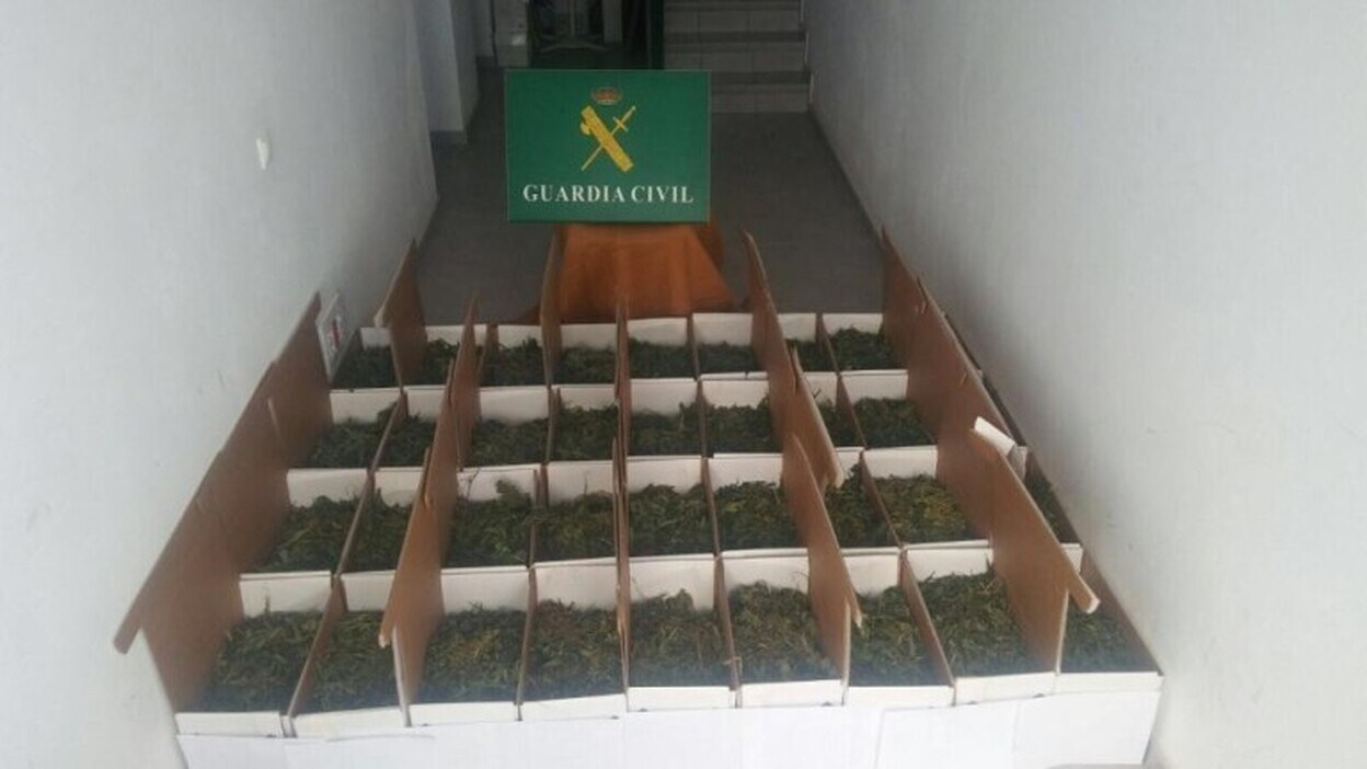 Desmantelada una plantación de marihuana en Fuerteventura