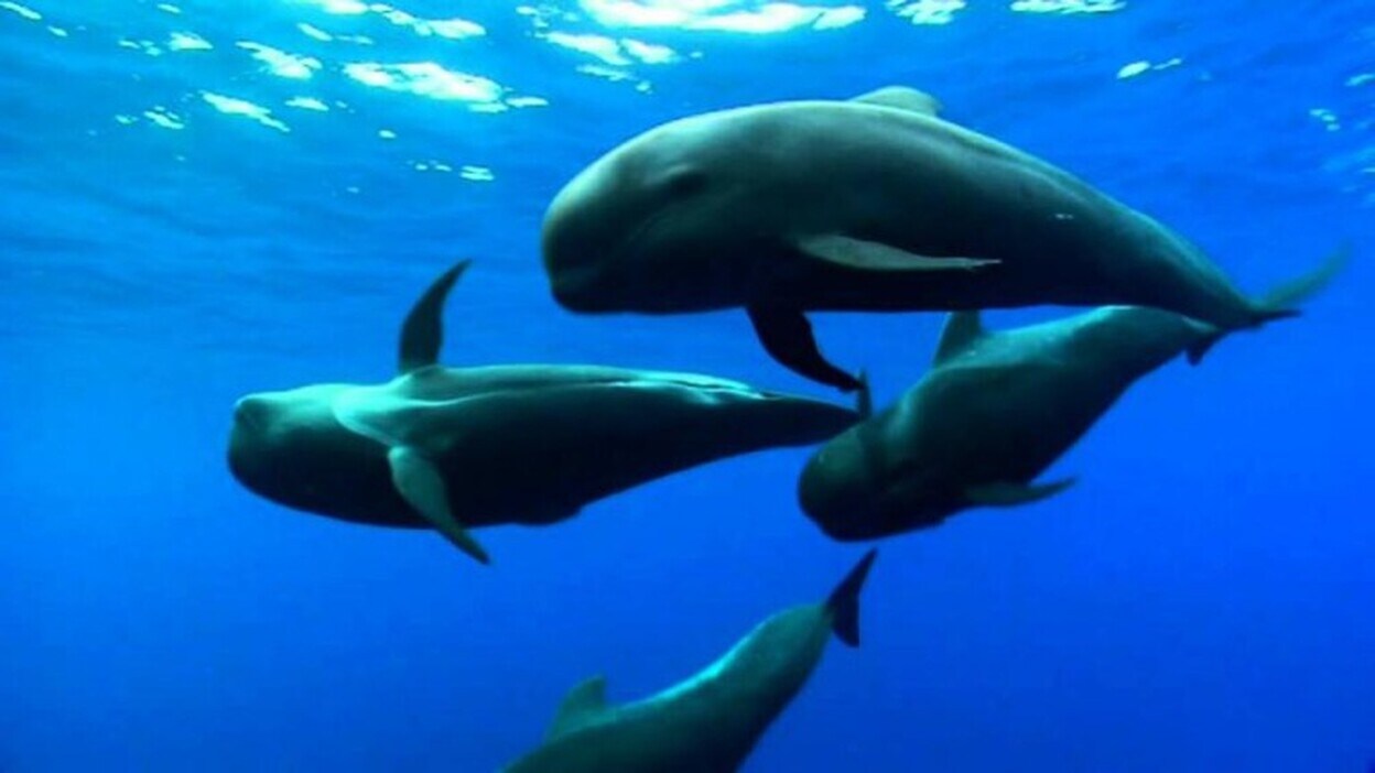 Los cetáceos mueren también por descompresión