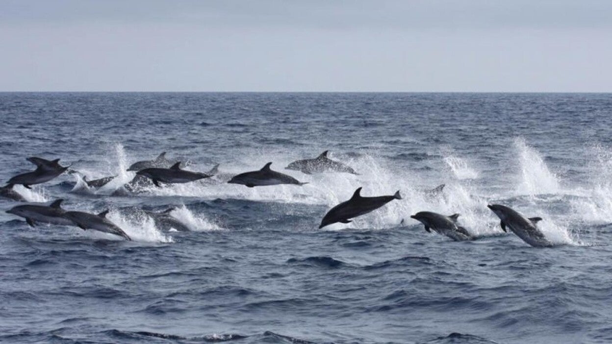 Logran avistar 2.300 delfines moteados en aguas de Canarias