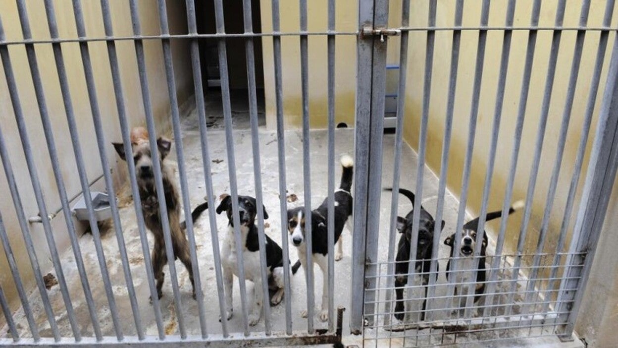 El Albergue Insular abrirá los fines de semana