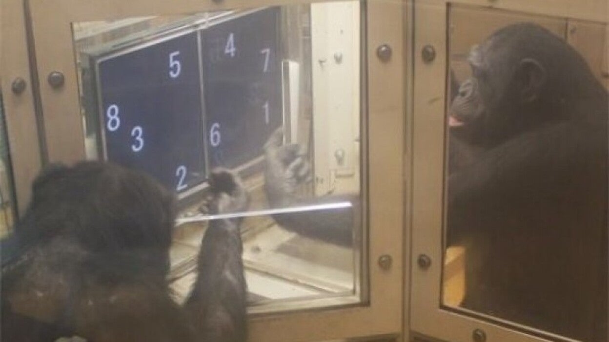 Los chimpancés se turnan espontáneamente para resolver un problema numérico