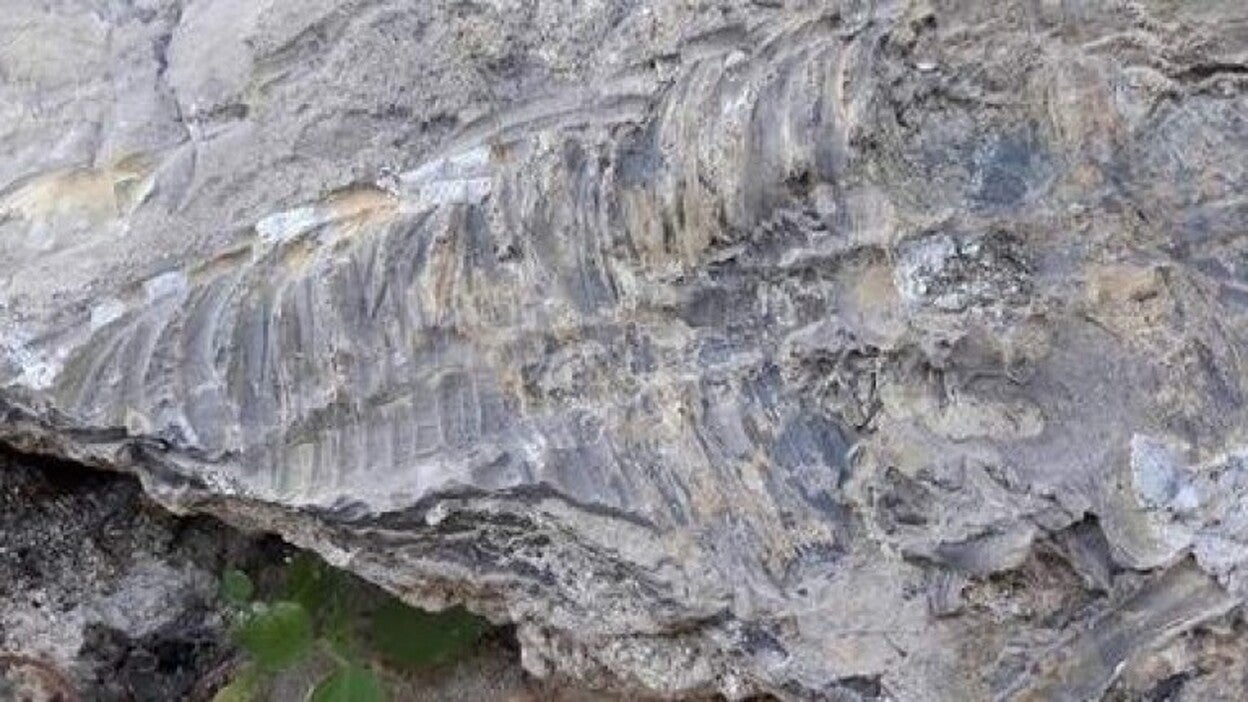 Hallan un fósil de vertebrado más antiguo en Cehegín