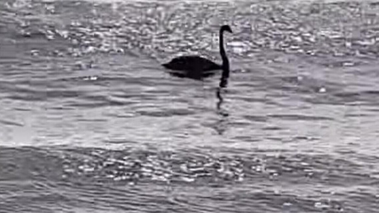 Capturan los cisnes negros vistos en la Isla