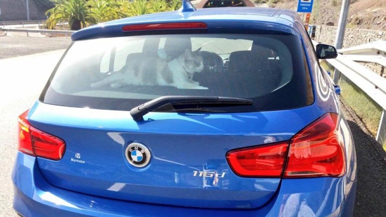 Su gato le ataca de camino al albergue