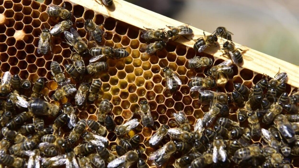 Una miel de tajinaste de Tenerife gana el concurso regional