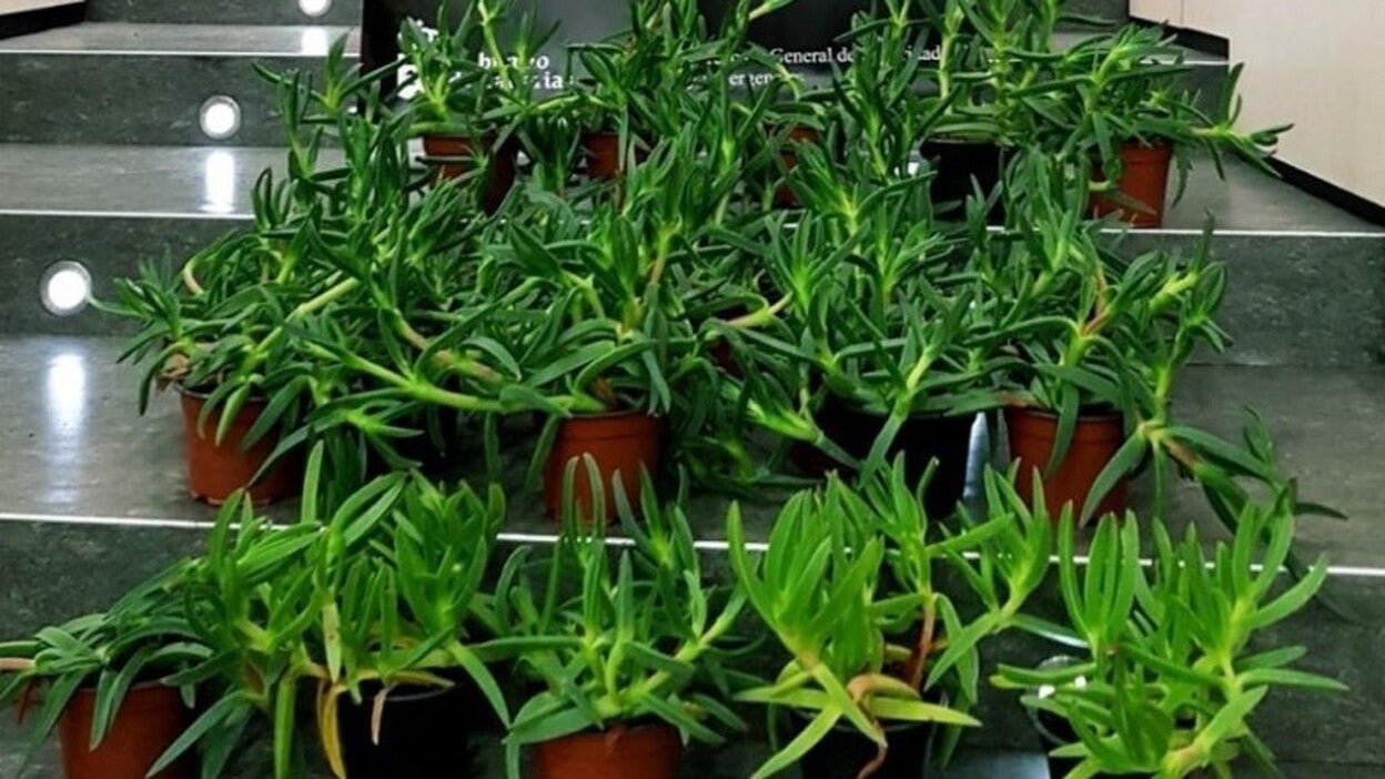 Intervenidos en Santa Brígida 23 ejemplares de una planta invasora