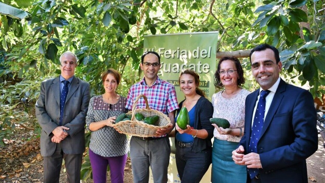 Mogán comienza a saborear la  feria del aguacate de invierno