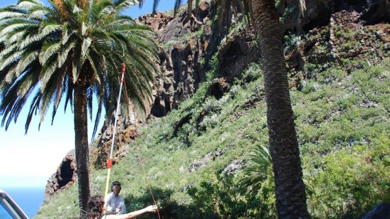 Tenerife cuenta con 15.500 ejemplares de palmera canaria