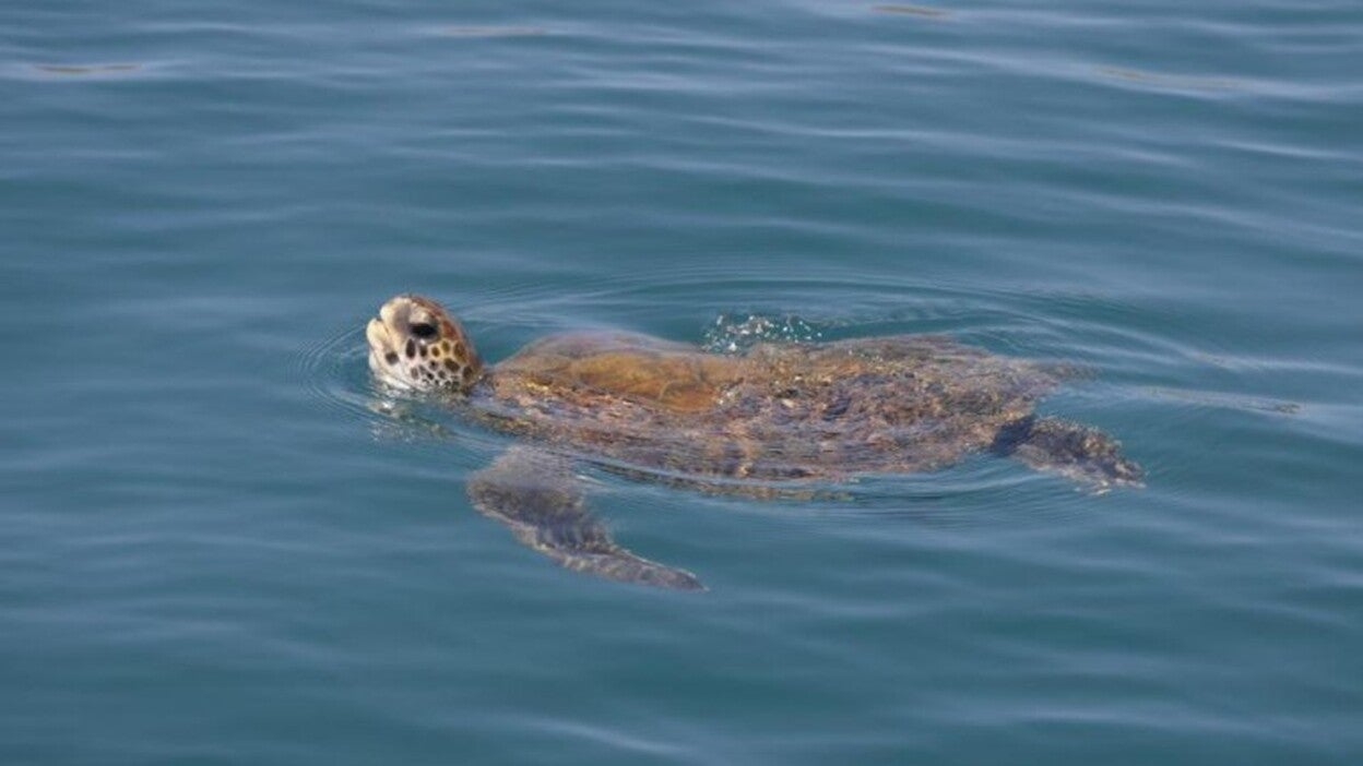 La tortuga verde de Canarias está cambiando de conducta