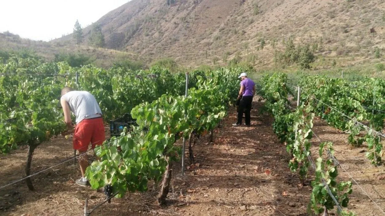 San Bartolomé produce más de 71.000 kilos de uvas