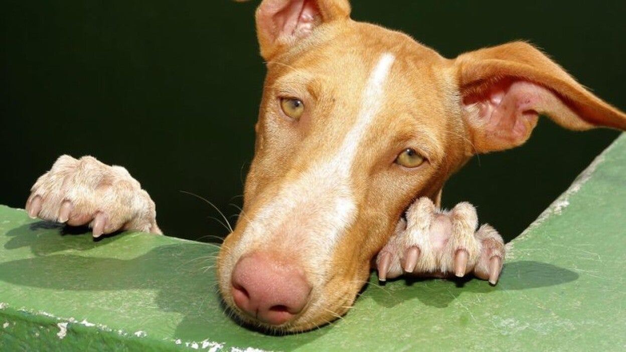 Piénsalo antes de abandonarlo