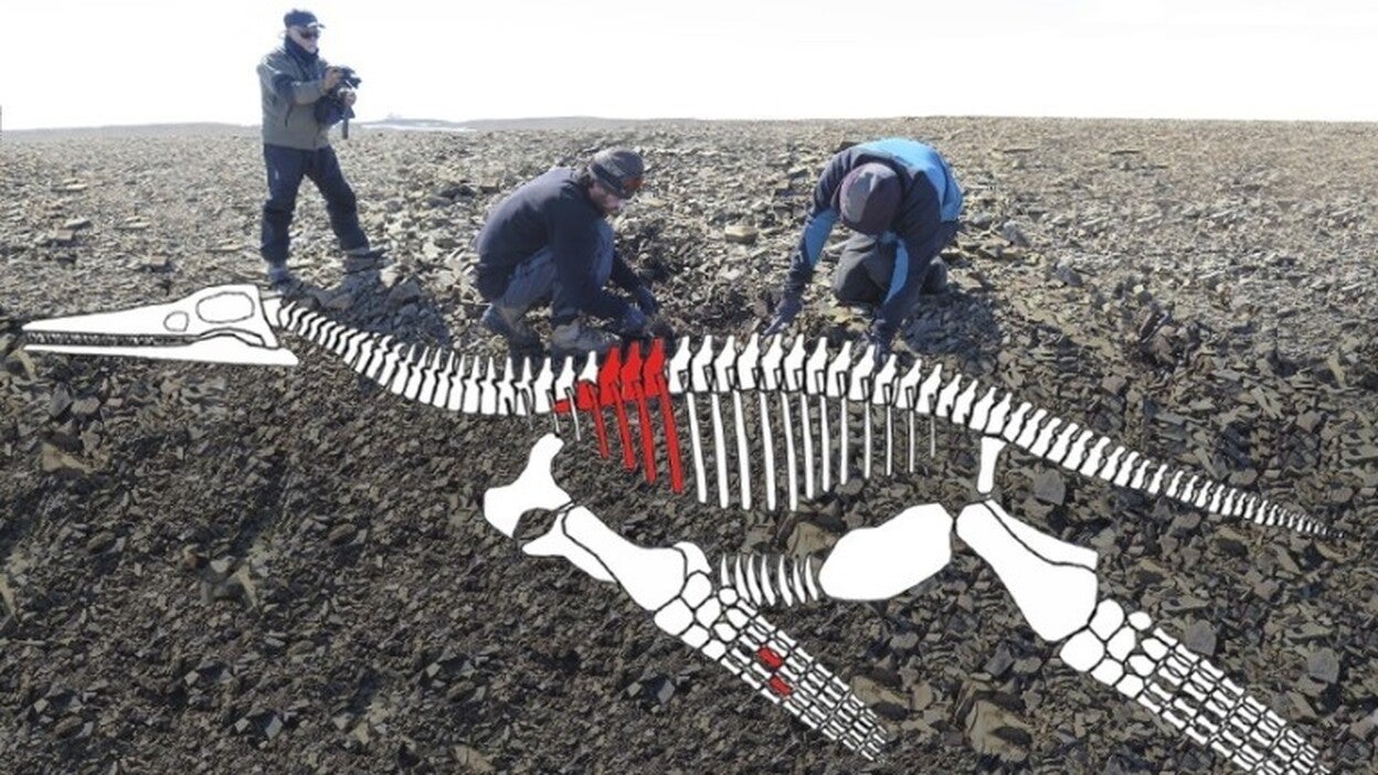 Un reptil marino gigante fósil, hallado en el antártico