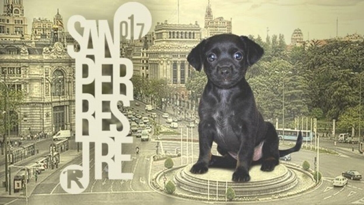Madrid celebra la 7º edición de la ‘San Perrestre’