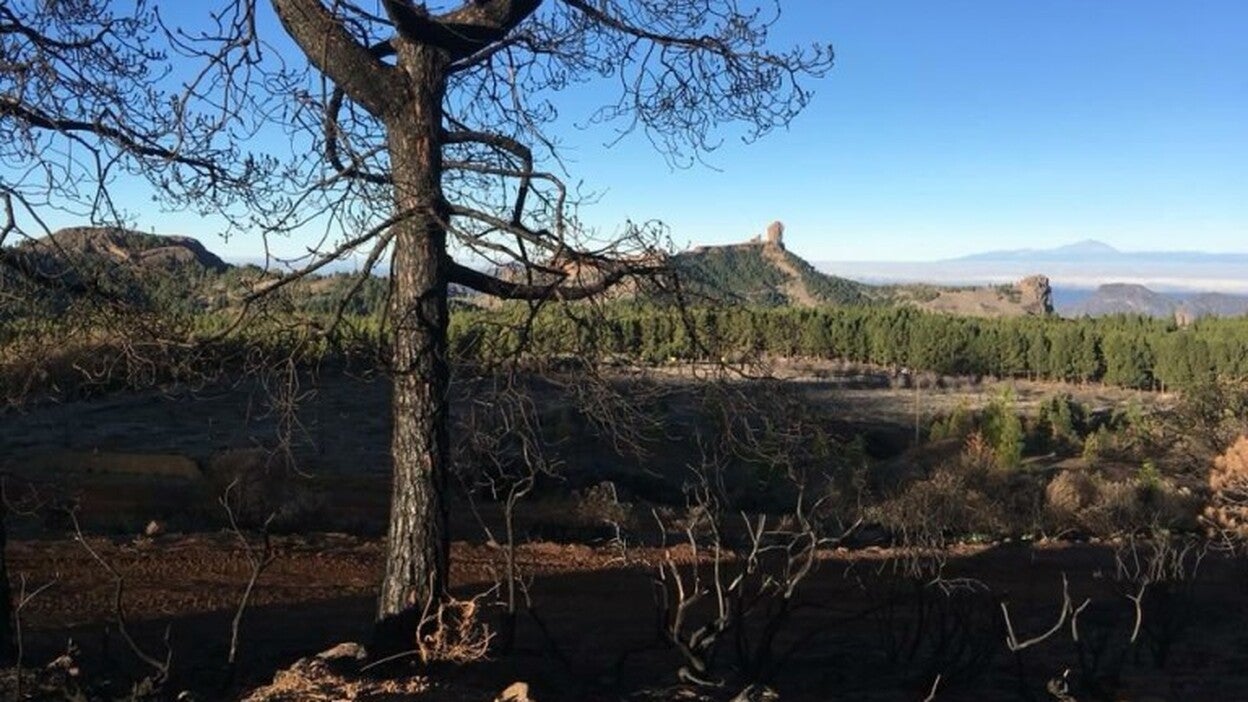Vuelve la vida tras el incendio
