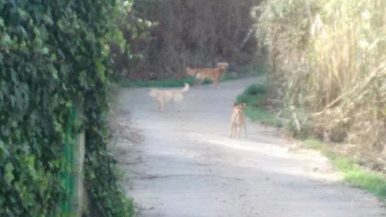 Perros de una finca de Valsequillo se escapan y forman manada