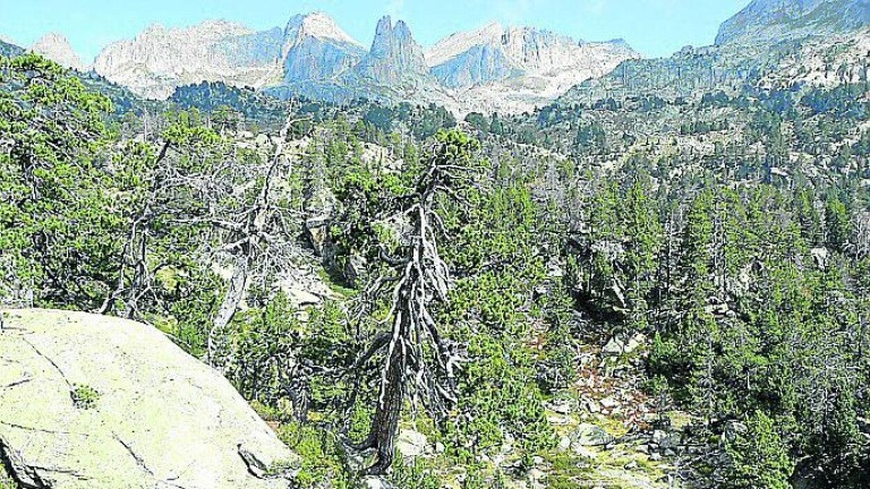Pinos que hablan de Timanfaya