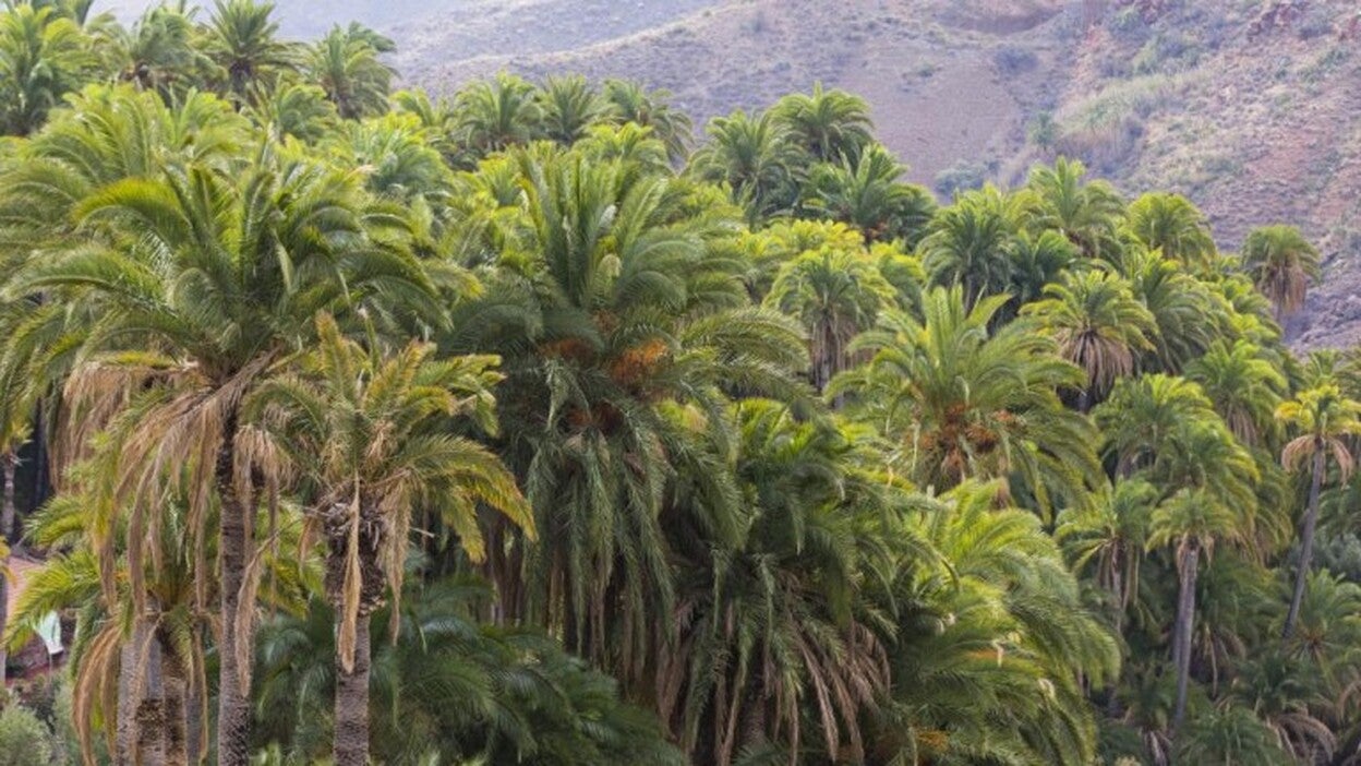 El Cabildo montará una cuadrilla para el cuidado de los palmerales silvestres