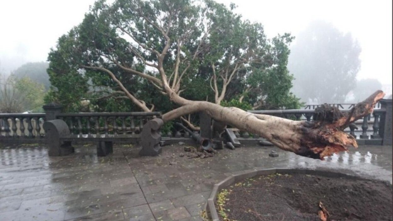 El viento arranca un árbol en Santa Lucía
