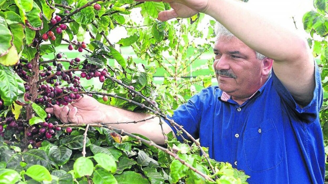 Agüimes huele a buen café