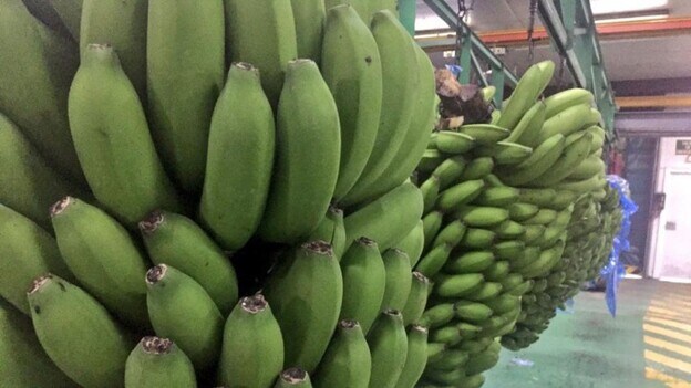El temporal ha causado daños en los cultivos de plátano