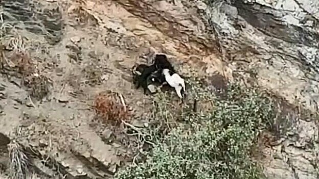 El Cabildo censura el ataque a cabras con perros