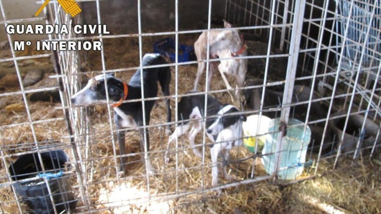 Rescatados cinco caballos y seis galgos maltratados