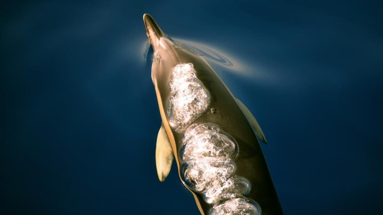 El turismo amenaza al calderón gris
