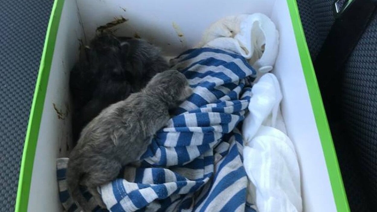 Hallan una camada de gatos abandonada en una cuenta
