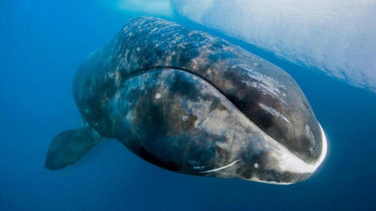 Las ballenas boreales, música jazz del océano