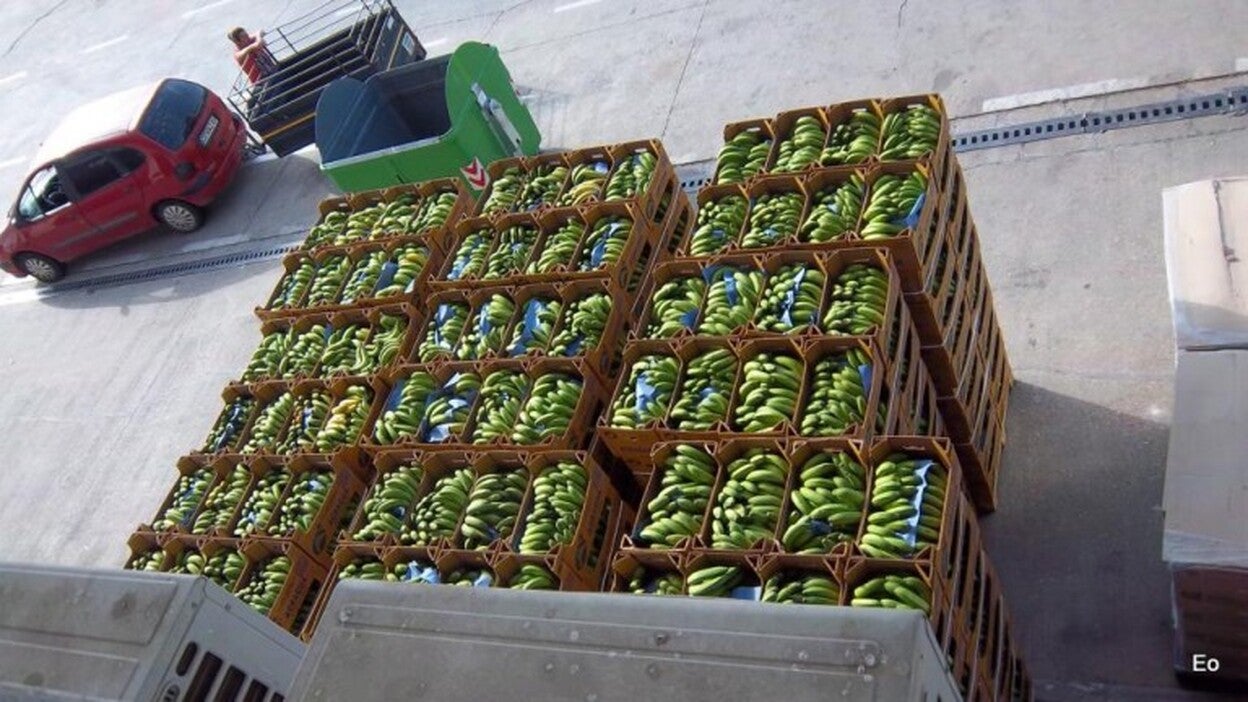 La ayuda al plátano, en los presupuestos