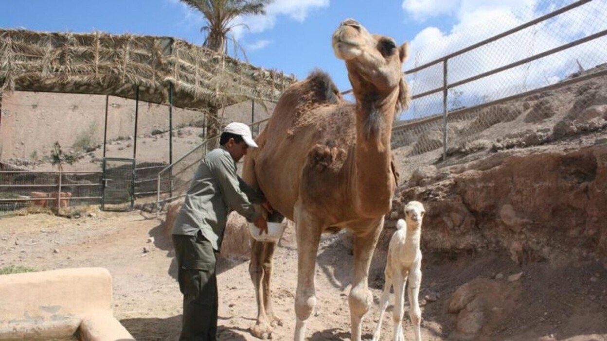Oasis Park proyecta una sala de ordeño para sus camellas