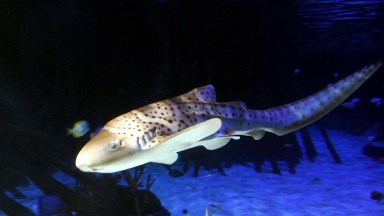 Loro Parque muestra a sus visitantes el primer tiburón cebra nacido en un acuario en España