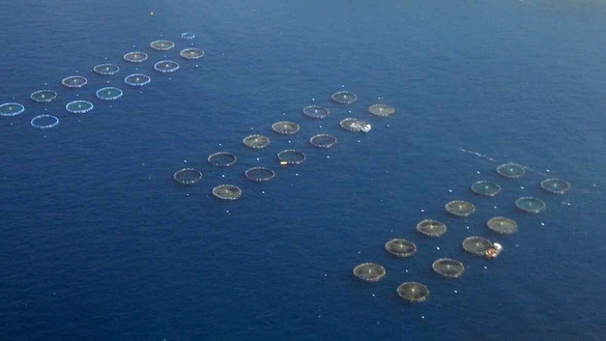 Científicos auguran que la acuicultura puede salvar la tierra