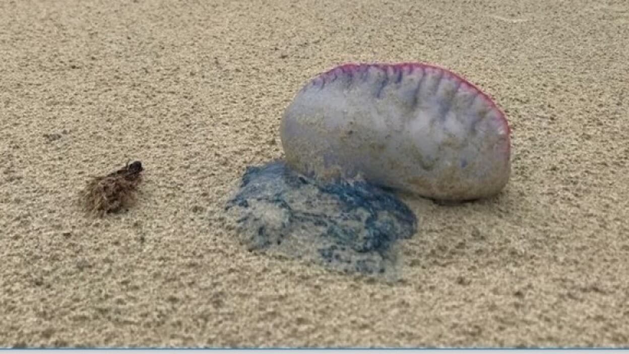 Carabela portuguesa, la medusa que no lo es