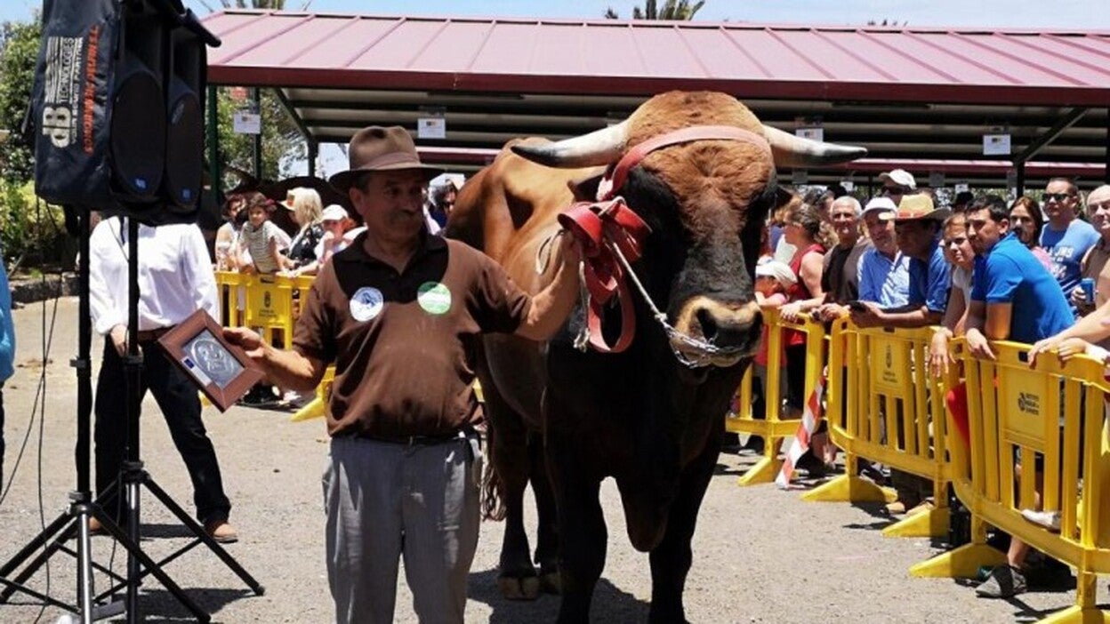 La vaca Azucena y el toro Perico, los más guapos de Gran Canaria
