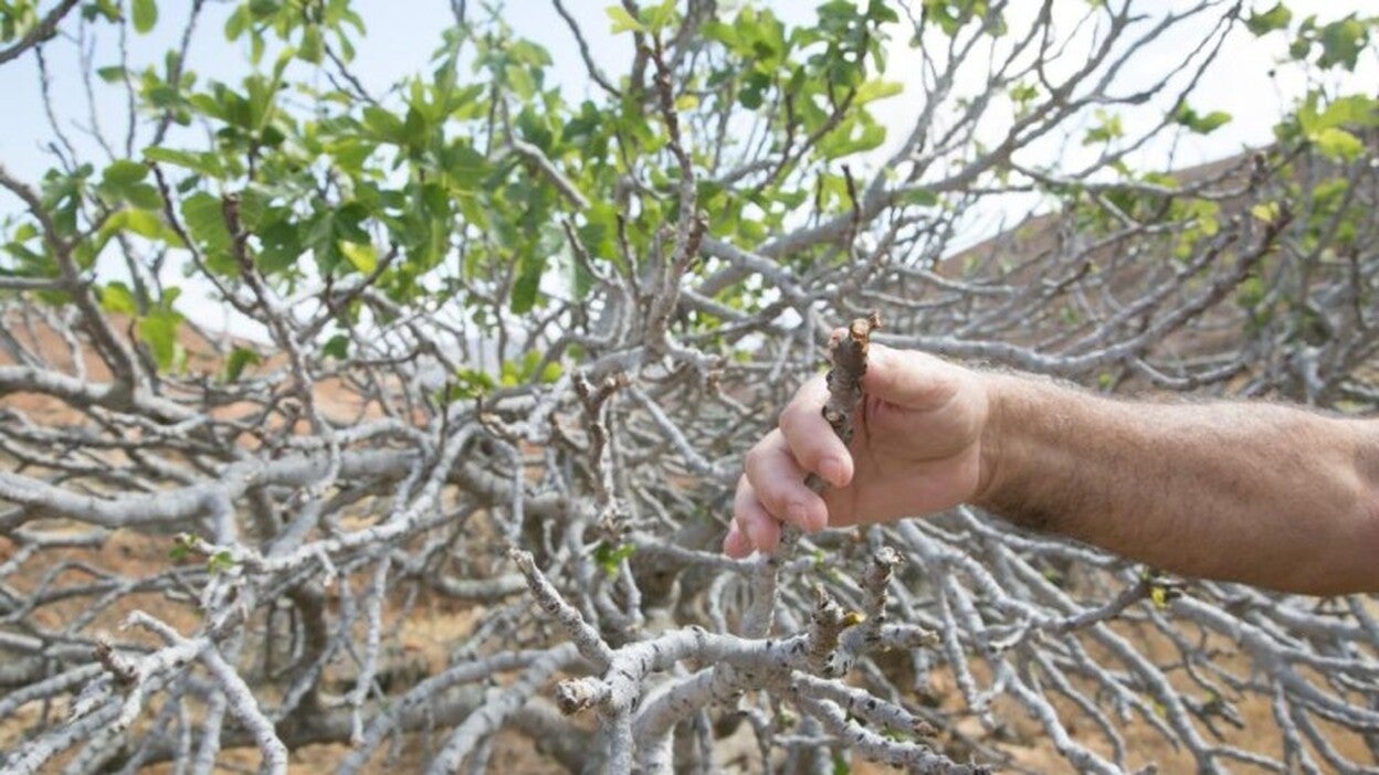 Las cabras de costa devoran Campo Viejo