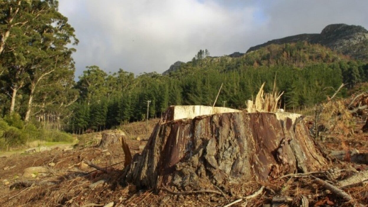 Vecinos de Tejeda barajan encadenarse en protesta por la tala de árboles
