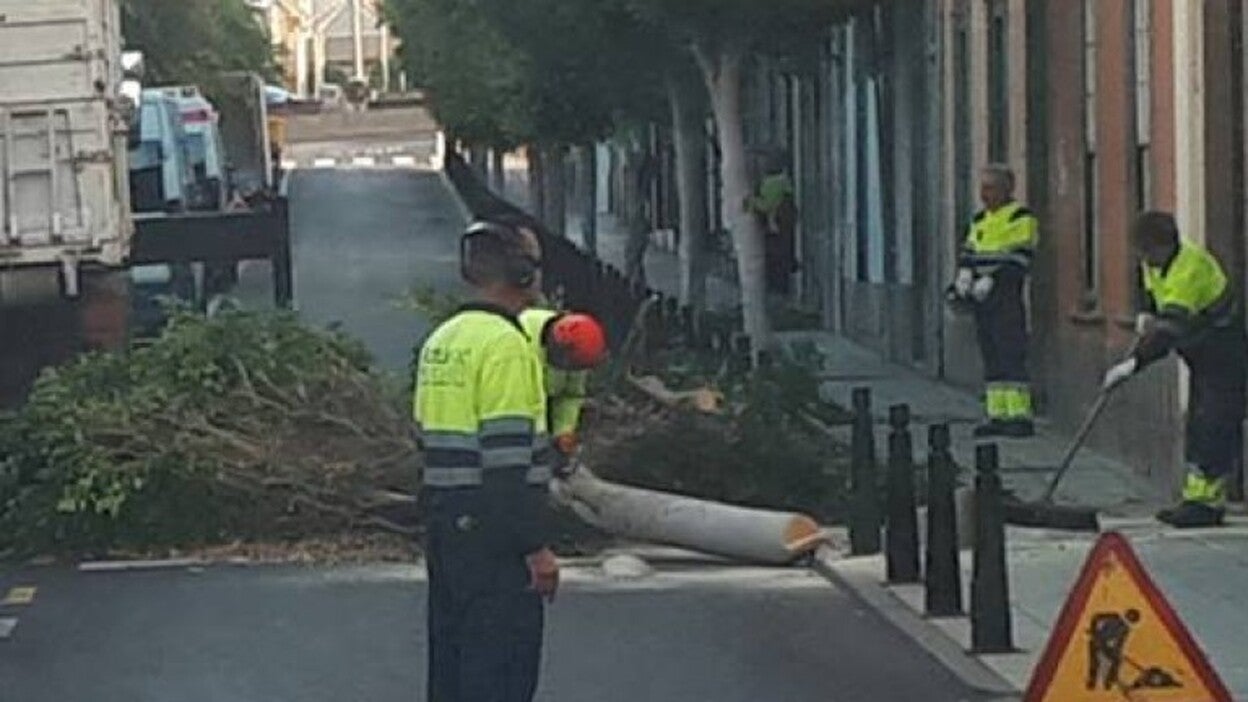 La tala de árboles indigna a los ecologistas