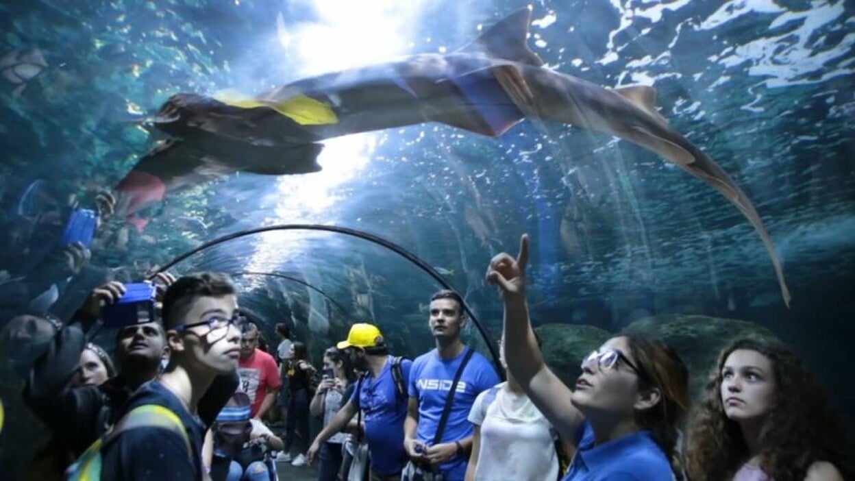 Loro Parque, con el Día Mundial de los Océanos