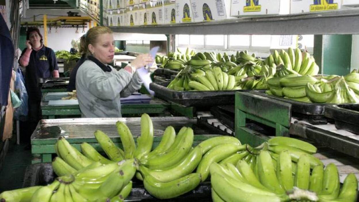 La escasez de plátano lleva el precio a máximos en península y Canarias