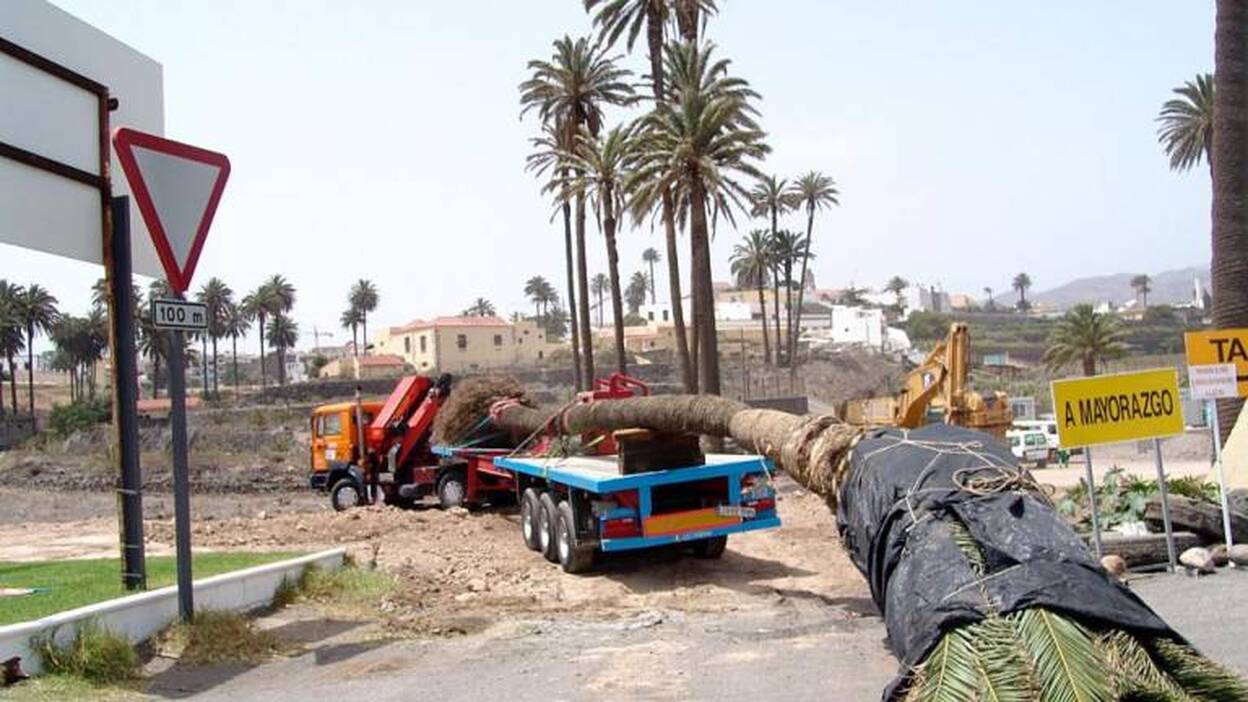 Telde inspecciona las palmeras en los colegios
