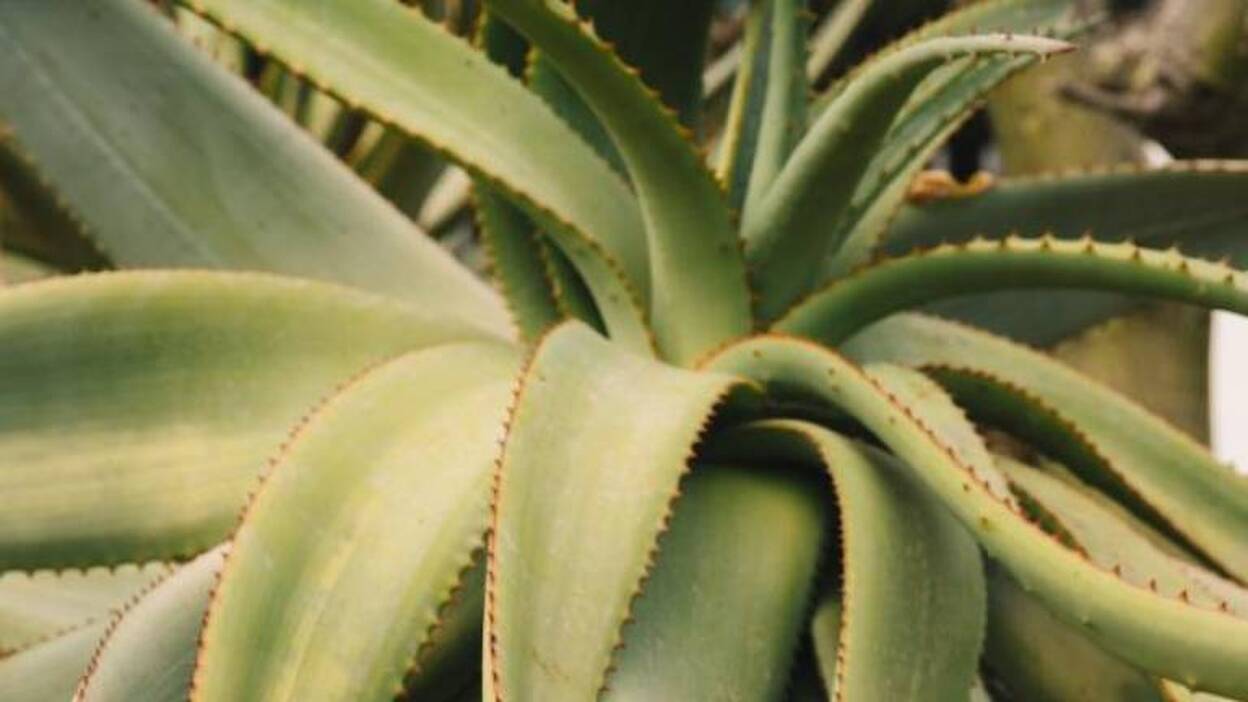 El aloe vera canario alcanza prestigio internacional